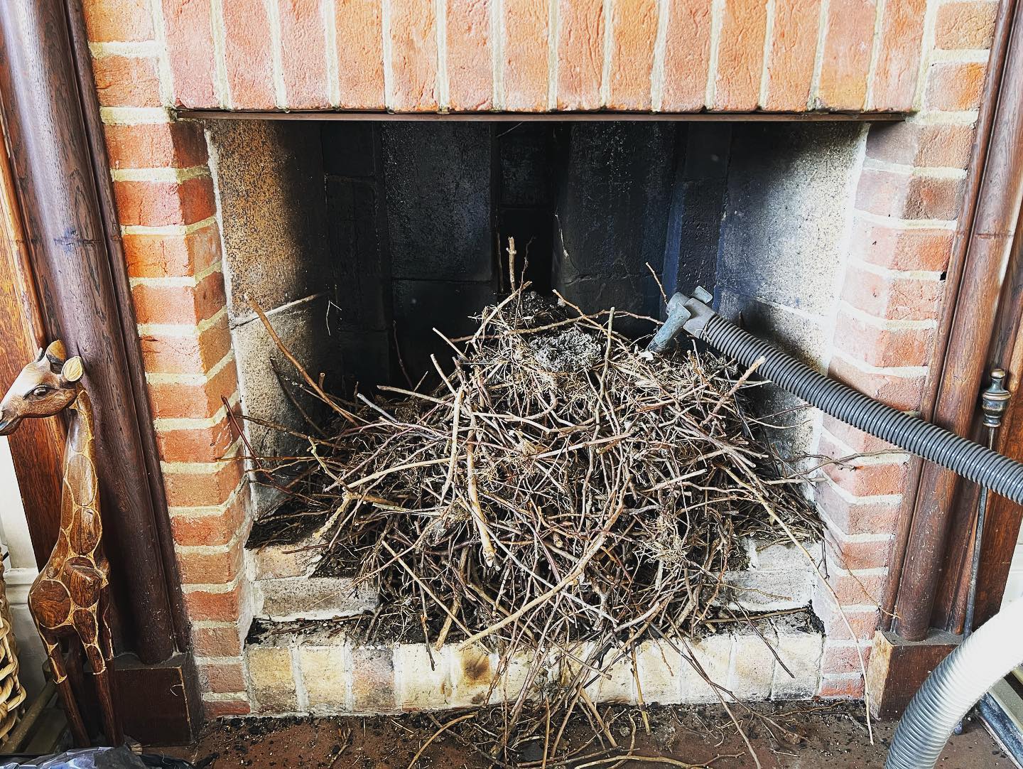 birds nest removal